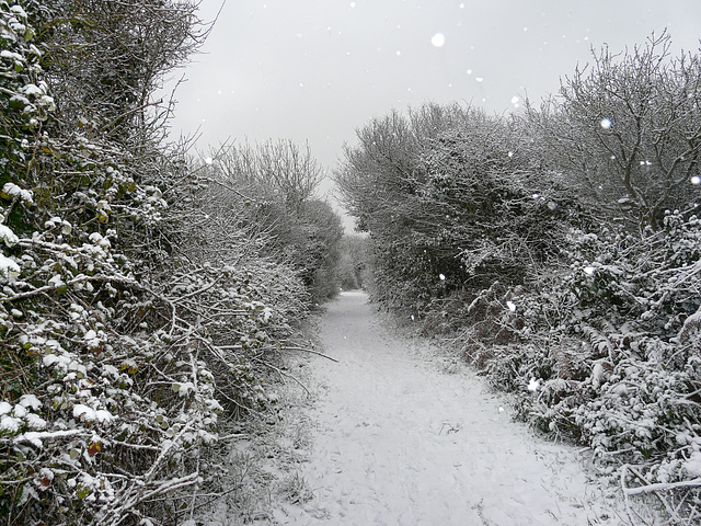 Hastings Country Park Winter Wonderland