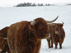 Hastings Country Park Highlanders 2