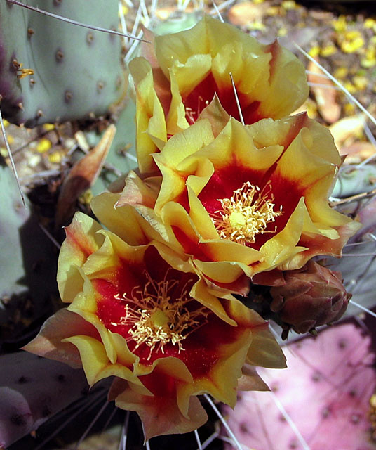 Cactus Blooms Yellow (1)