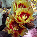 Cactus Blooms Yellow (1)