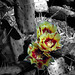Cactus Blooms Yellow (2)