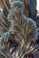 Cactus Delta