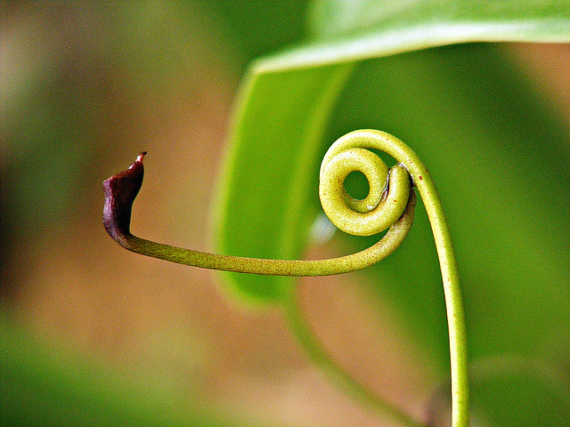 Coiled