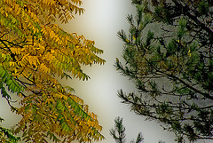 Southern Styria - Leafs contra needles