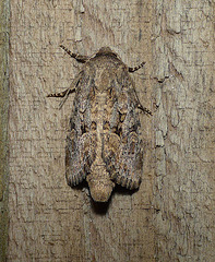 Flounced Rustic -Top