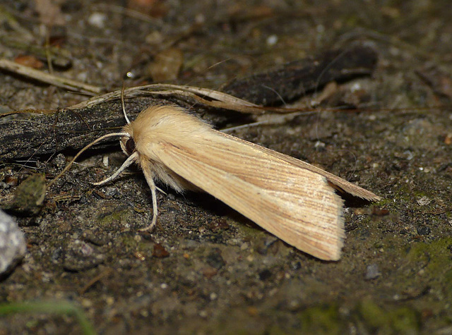 Common Wainscot -Side