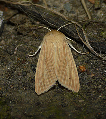 Common Wainscot -Top