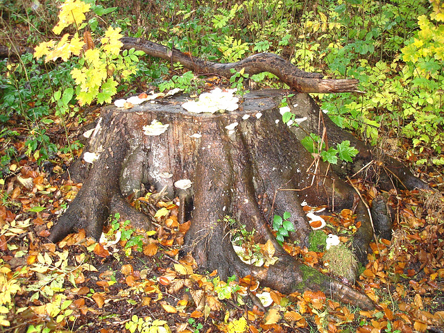 Festin de champignons servi sur souche humide / Mushrooms delight served on humid stump - Båstad , Suède. 21 octobre 2008