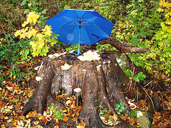 Champignons sur souche sevis sous le parapluie / Mushrooms on the stump snack underneath blue umbrella -Båstad , Sweden. 21 octobre 2008
