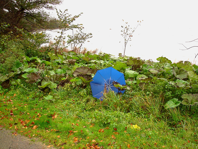 Wild Viking rhubarb / Rhubarbe sauvage de Vikings et parapluie bleu. Båstad , Suède.  21 octobre 2008
