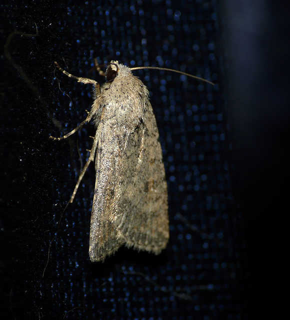 Pale Mottled Willow