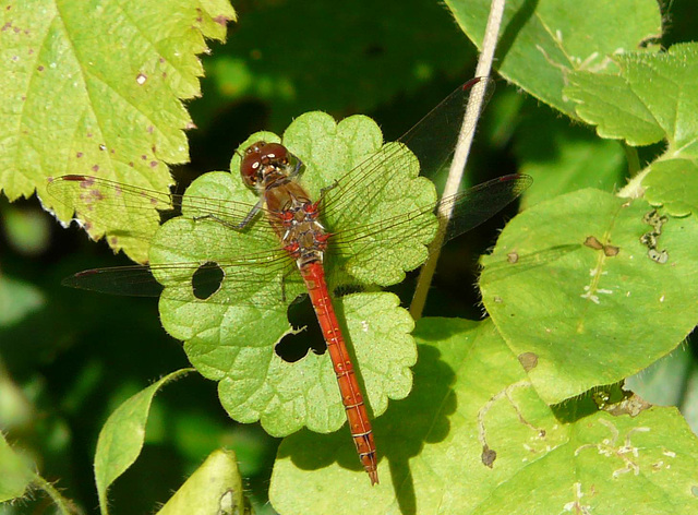 Common Darter -Male