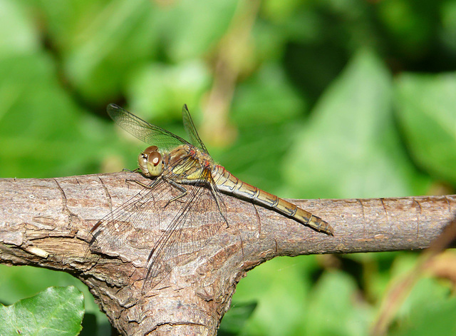 Common Darter Greyish -Female