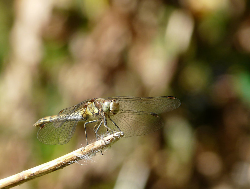 Common Darter Fun