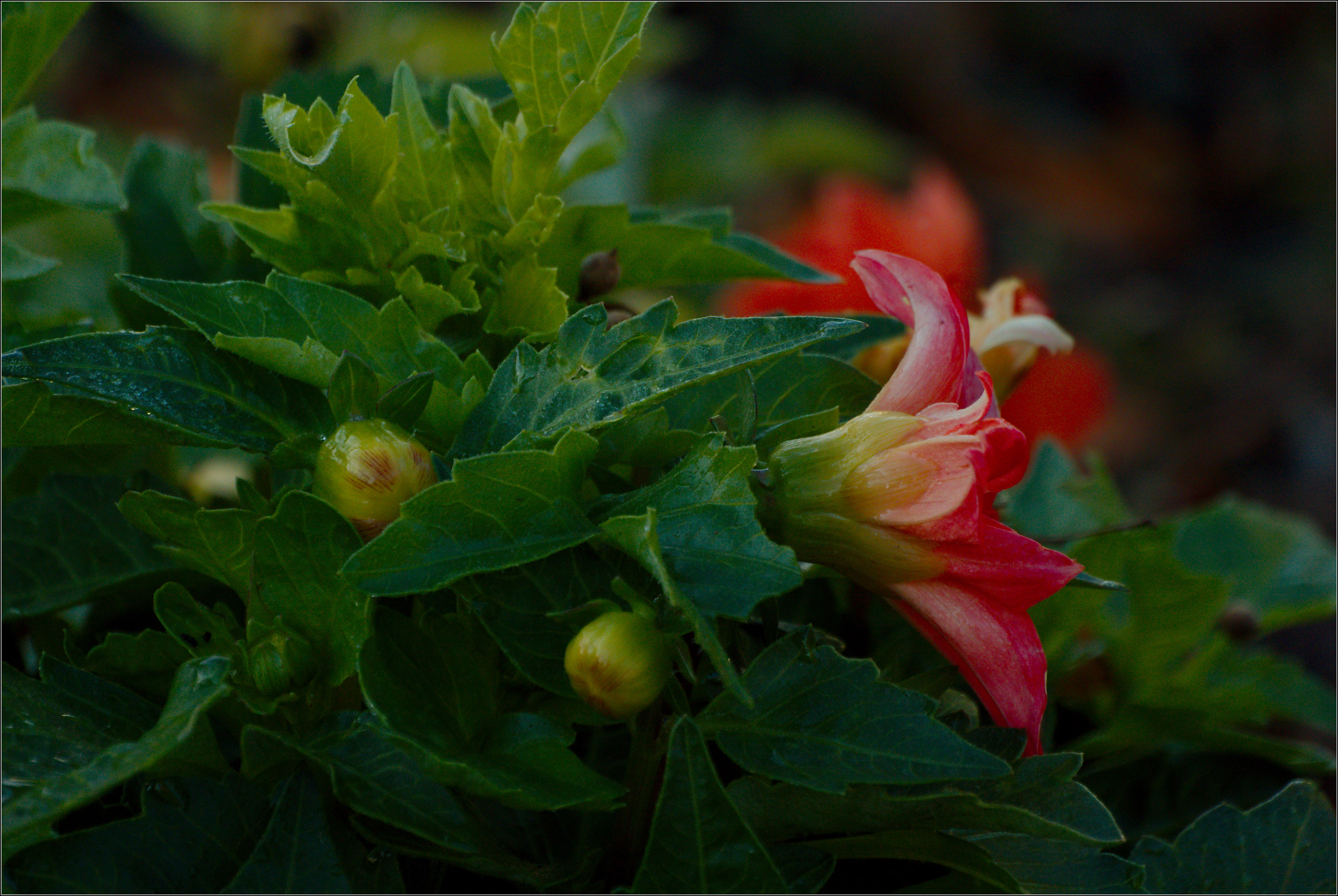 Dahlias in the Circle