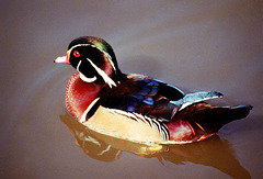 Canard Mandarin