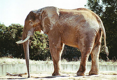 Elephant