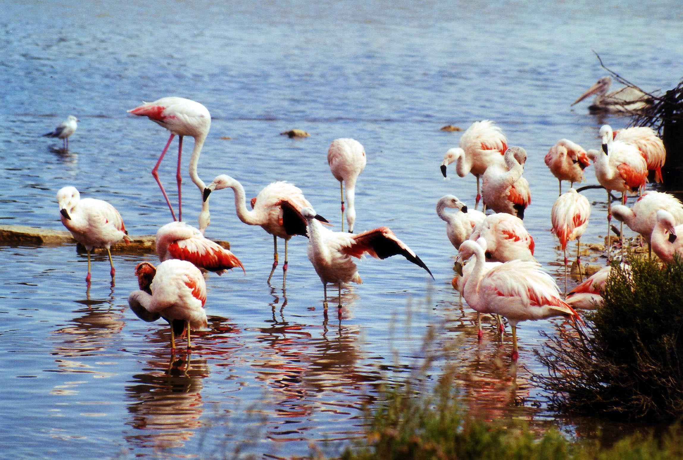 Flamands roses