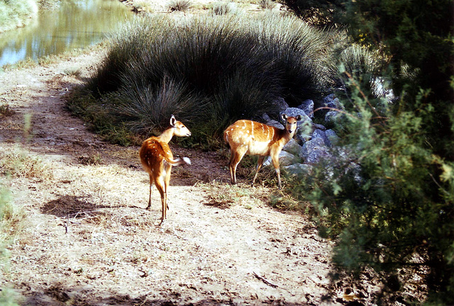 gazelles