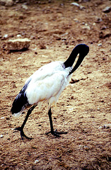 Ibis