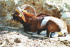 Mouflon