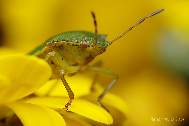 Palomena prasina