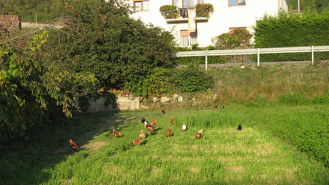 Aŭtuno en montaro  Perĝine- Trento