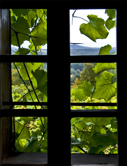 Southern Styria - Wine Cellar Window