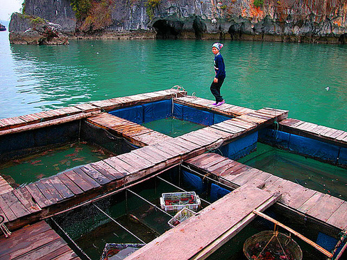 Fishing farm in Hạ Long Bay