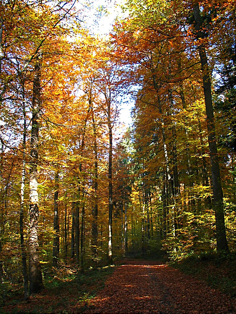 Herbstwald