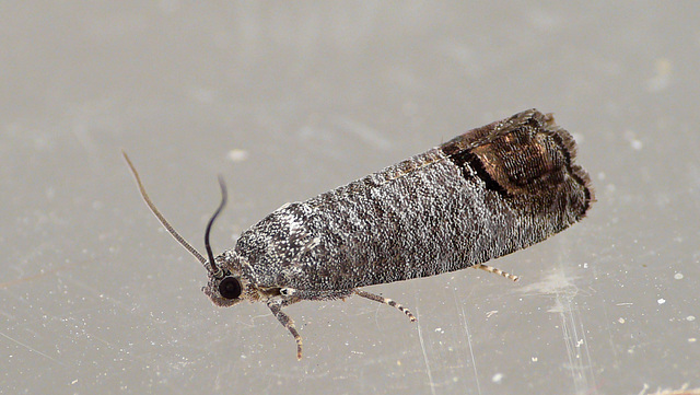 Codling Moth