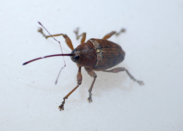 Acorn Weevil