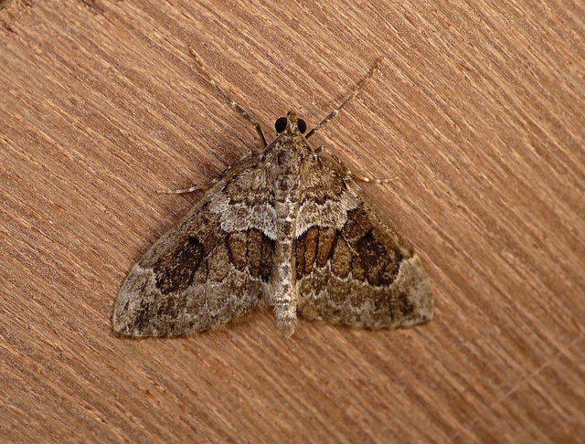 Spruce Carpet Moth