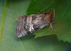 Figure of Eighty Moth Side