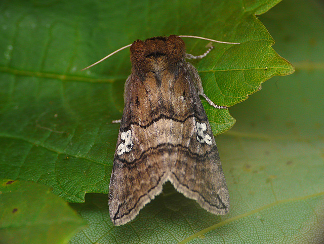 Figure of Eighty Moth