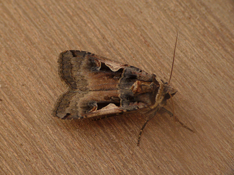 Setaceous Hebrew Character Moth