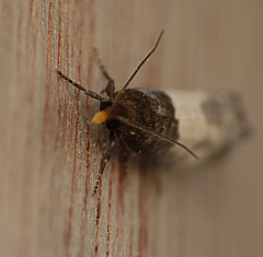 Epiblema cynosbatella Moth Diagnostic Yellow Palps
