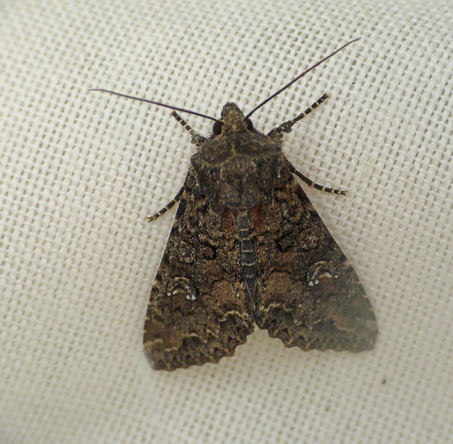 Cabbage Moth