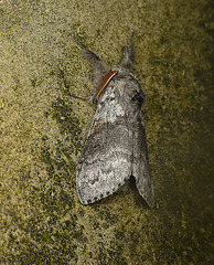 Pale Tussock Moth Side