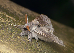Pale Tussock Moth Front