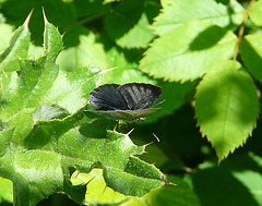 Holly Blue Butterfly