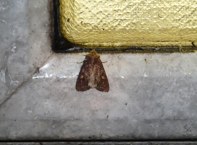 Bright-line Brown-eye Moth