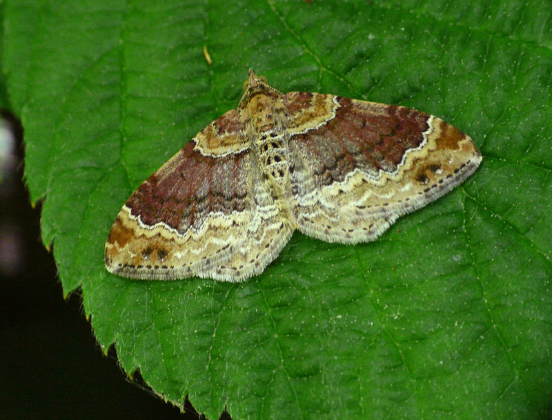Red Twin-spot Carpet