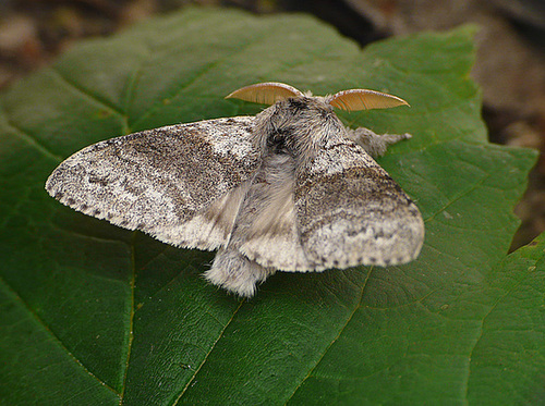 Pale Tussock Moth Top