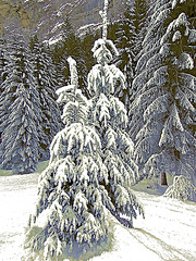 Small fir trees caught in the freeze
