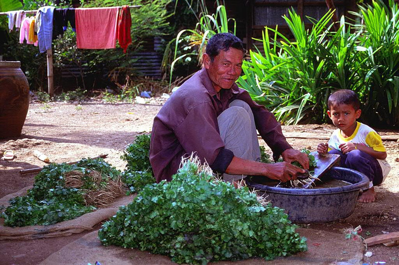 Cleaning coriander plants