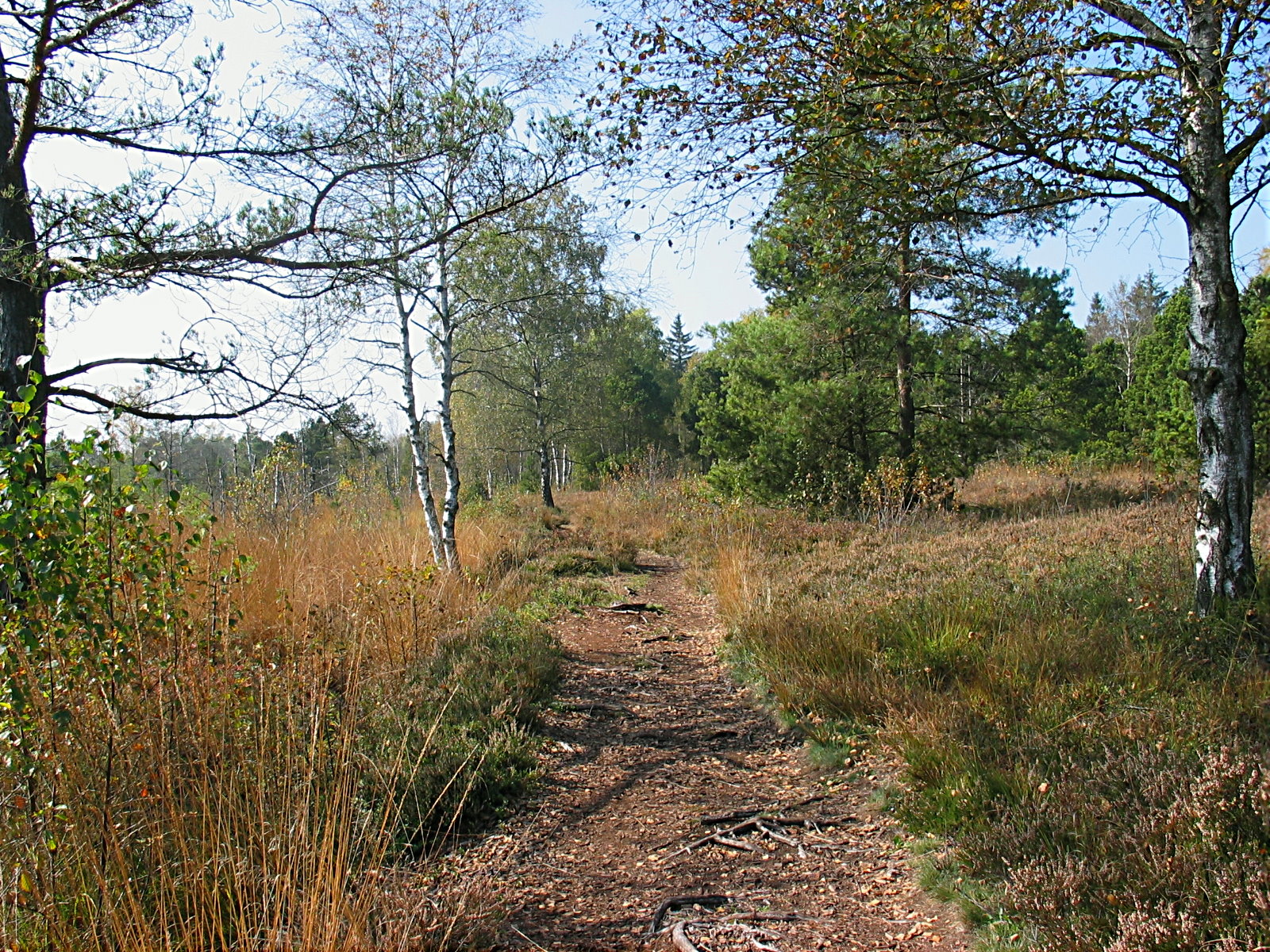 Spazierwege im Bad Wurzacher Ried