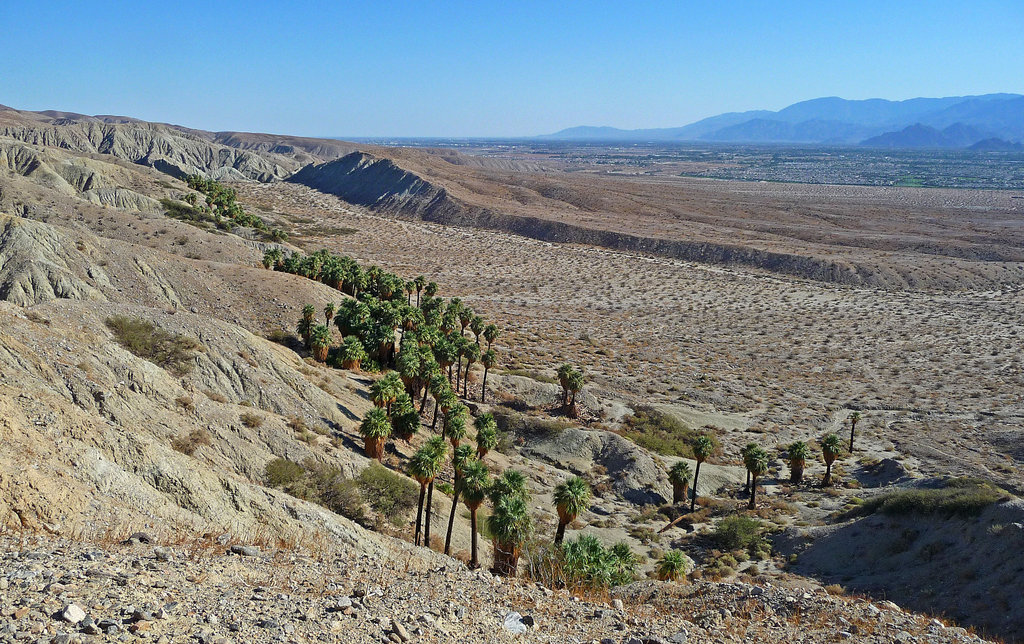 Horseshoe Palms (1625)