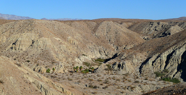 Pushawalla Palm Oasis (1630)