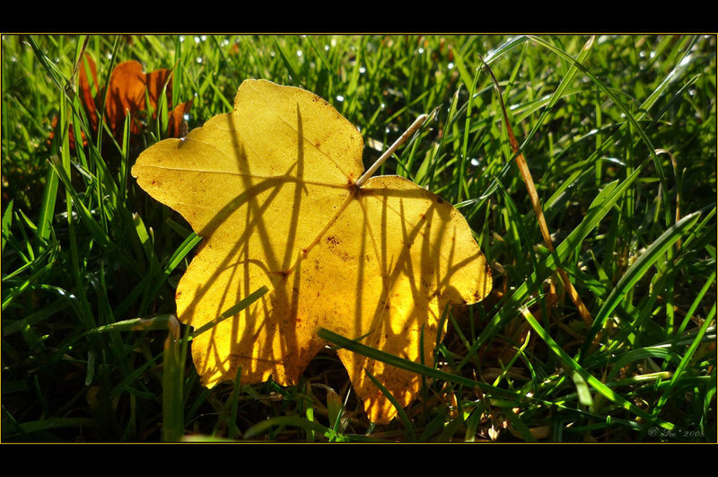 Yellow leaf